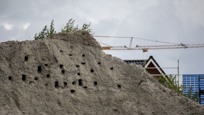 Zwaluwen Broekerplein zijn gevlogen: werkzaamheden kunnen worden hervat