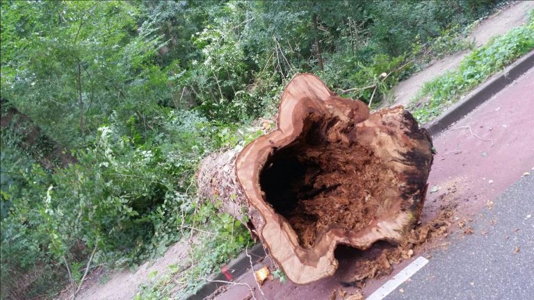 Bomenkap en nieuw wegdek tussen Intratuin en Reuzenpandasingel