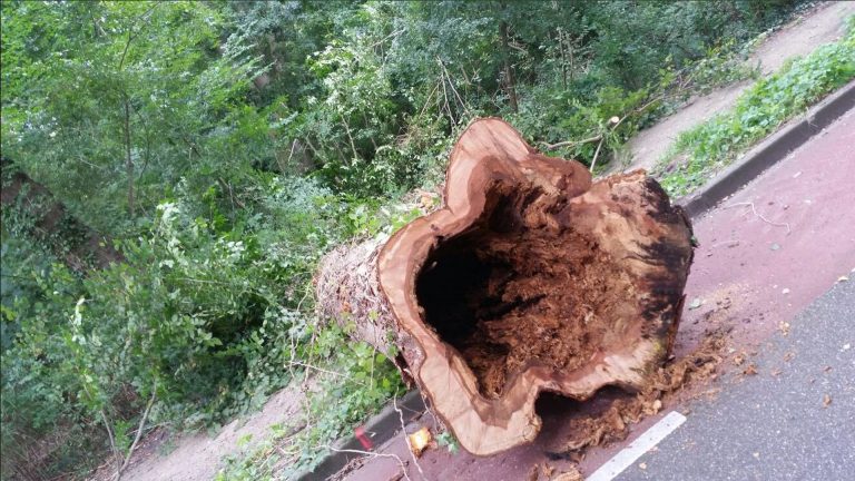 Noodkap van 149 zieke en dode bomen in Oosterdelgebied