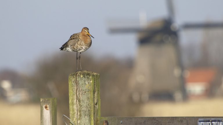 Medewerker Landschap Noord-Holland maakte drie ton over naar zichzelf