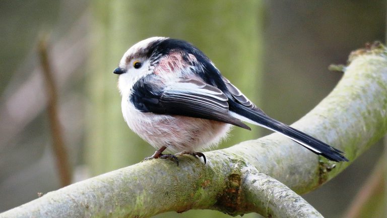 Stop-en- go-excursie vogels en voedsel in de Egmonderhout ?