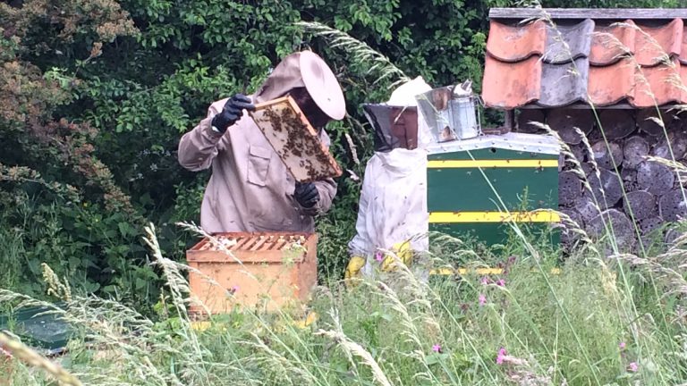 Lezing over bijen in Hortus Alkmaar ?