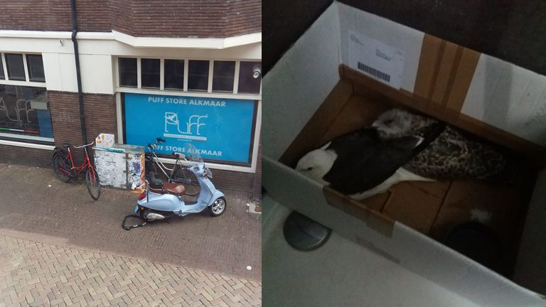Meeuwen in dichte doos achtergelaten in Van Den Boschstraat