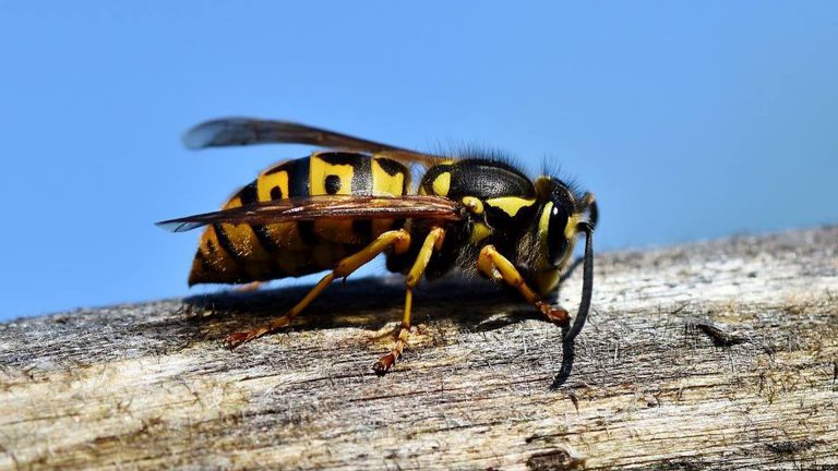 Gemeente Langedijk waarschuwt voor wespenplaag