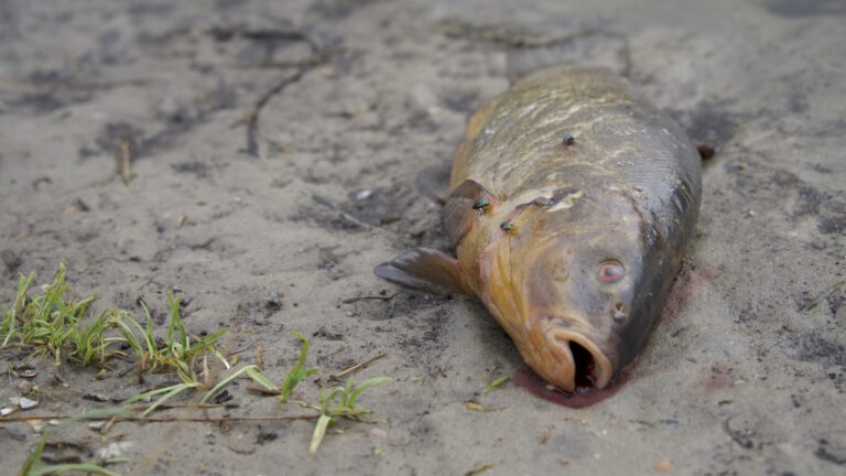 Vissterfte bij strandje Paddenpad en Damlanderpolder Bergen