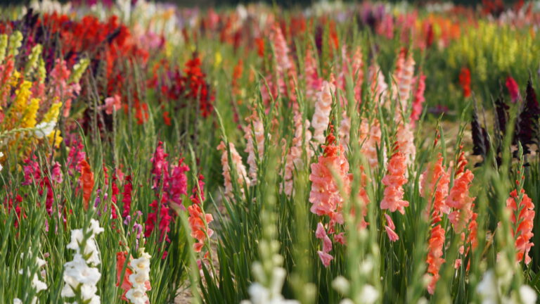 Vandaag bloemen plukdag in Hoftuin van Landgoed Het Hof