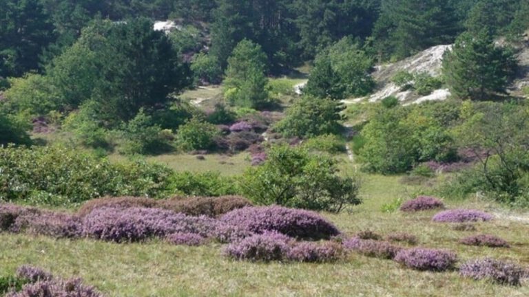 Gemeente wil ergens nieuwe aanplant van bomen na boskap in Schoorlse Duinen