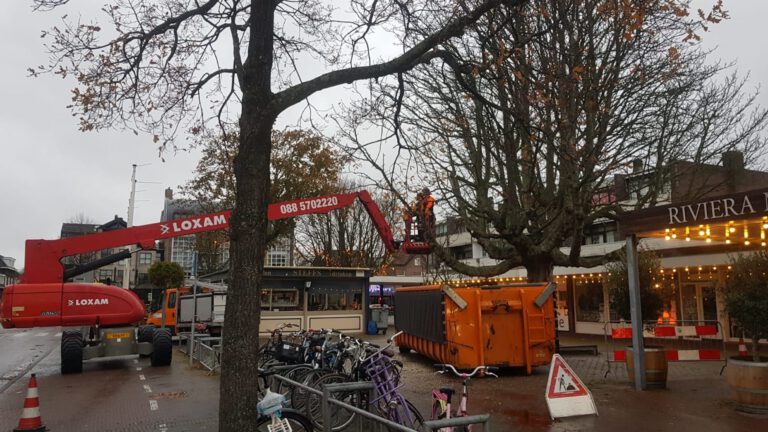 Oude kastanjeboom gekapt op Plein Bergen