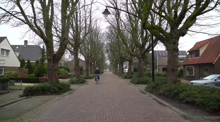 Bomenkap langs Stationsweg, bewoners willen in gesprek over redding zieke bomen