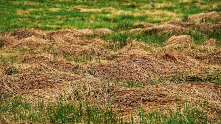 Gemeenten Heerhugowaard en Langedijk vragen inwoners om grasvelden vrij te maken