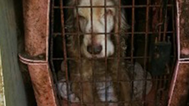 Alleen voorwaardelijke straf geëist voor vrouw die 28 honden verwaarloosde