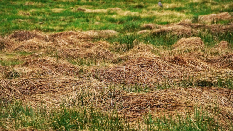 GroenLinks wil in Langedijk beter maaibeleid en serieuze behandeling van klachten