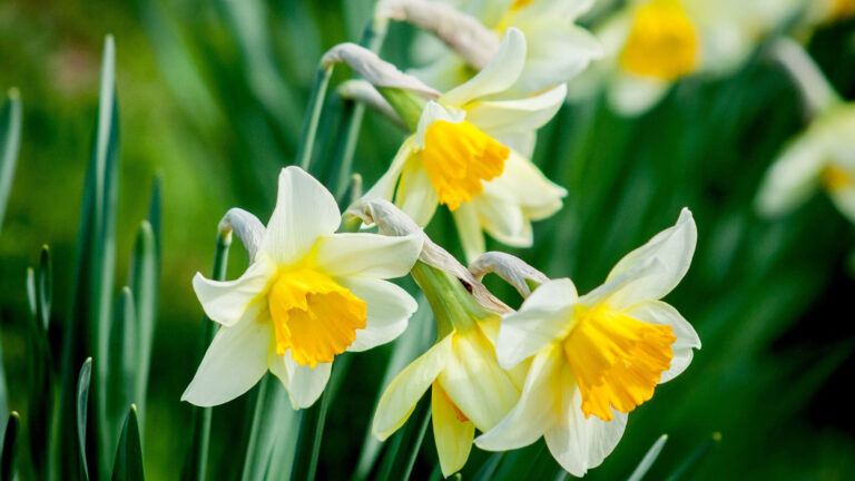 Stadswerk072 wil meer bijen & bloemenlinten in grasstroken en vraagt om suggesties