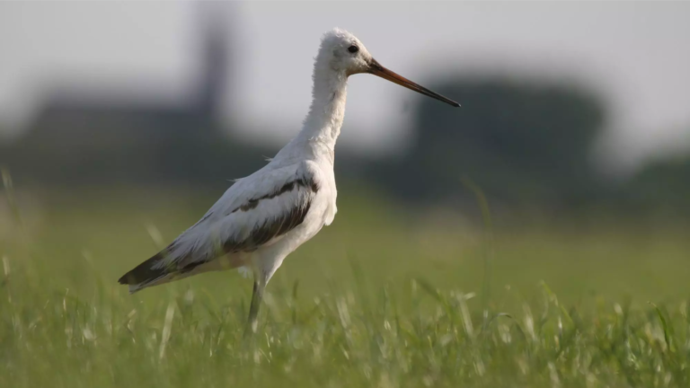 ‘De Witte Grutto’ van de Mijzenpolder is er weer