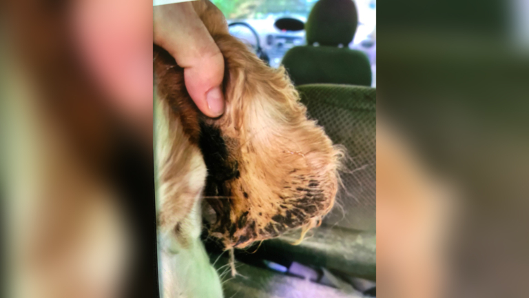 Hond anderhalf uur in auto achtergelaten in Heiloo