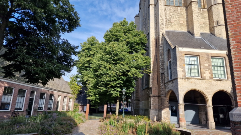 Lindeboom voor het zuidtransept van de Grote Kerk Alkmaar: wel of niet kappen?
