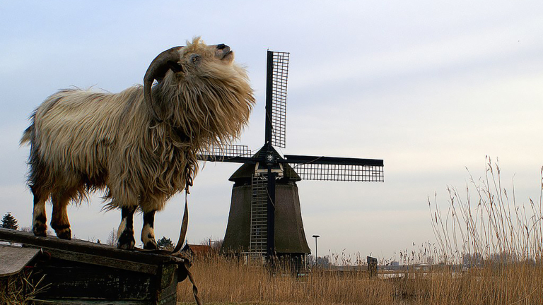 Provincie geeft 48.000 euro voor nieuw wiekenkruis Oudorper Ambachtsmolen