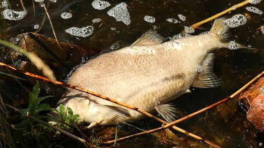 Honderden dode vissen door vervuild slootwater