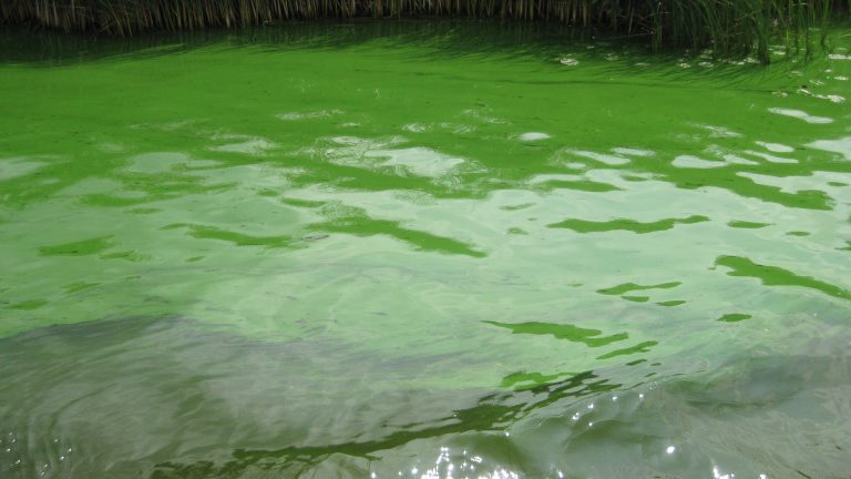 Blauwalg in Alkmaardermeer en deel van Geestmerambacht