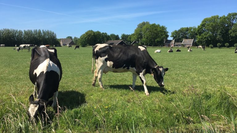 Titel ‘Stalmelk Stiekemerd’ 2023 niet naar botermaker Kaptein in Heiloo