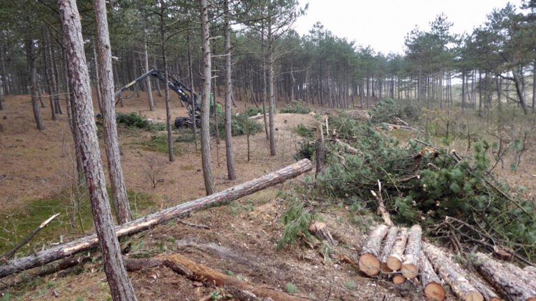 Eerste twintig bomen Bergen aan Zee volgende week geveld, onderzoek naar ‘waardevolle nieuwe bestemming’