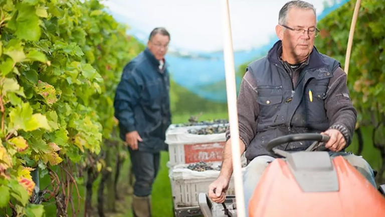 De beste wijngaard van Nederland staat in Zuid-Scharwoude: “Twee keer goud”