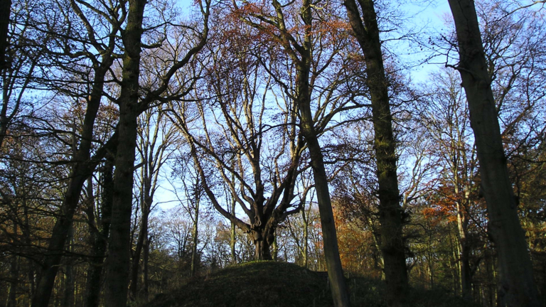 Natuurmonumenten gaat kappen in Heilooërbos