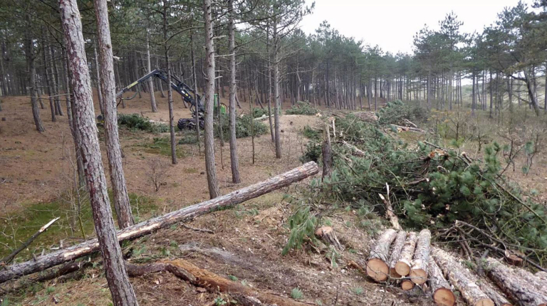 Naaldbomen en exoten moeten wijken voor biodiversiteit in Schoorlse Duinen: Staatsbosbeheer start bomenkap