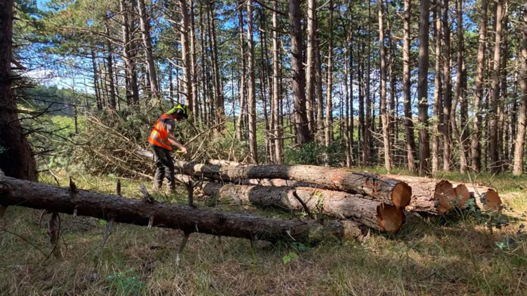 In duinen gekapte bomen krijgen ‘volgend leven’: “in twee huizen in regio Bergen”