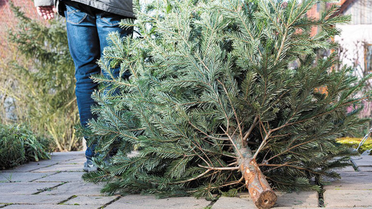 Twee kerstboomophaalronden door gemeente Alkmaar, inzamelpunt bij Grote Kerk