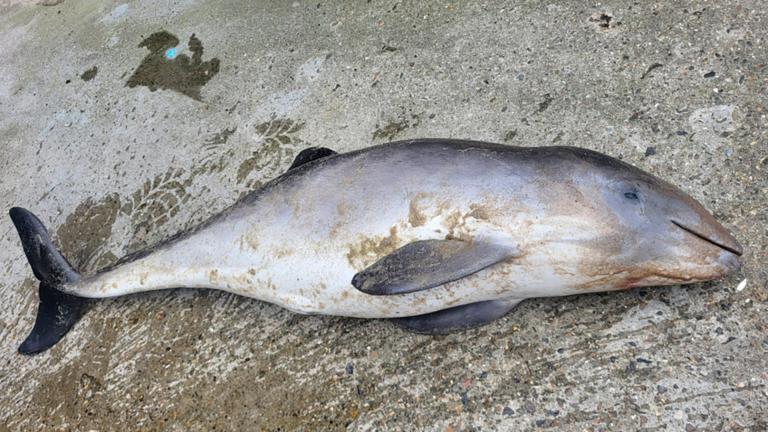 Strandvonder vindt drie jonge bruinvissen op strand Egmond: ‘is voor ons nieuw’