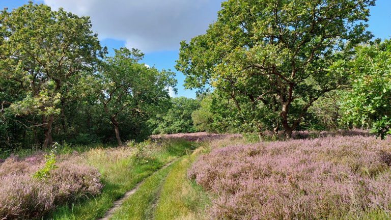 Wandeling met gids door de Bergense duinen; hoor waarom de vogels nu stil zijn 🗓