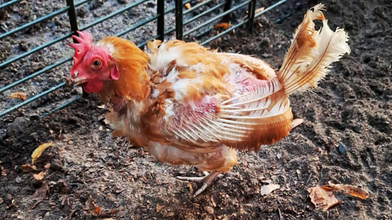 Kale kip met gedeeltelijk ontpluimde veren, staand op zanderige grond naast een metalen rooster.