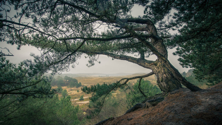 Een oude boom met kronkelende takken op een heuvel met uitzicht op een mistig bosrijk landschap.