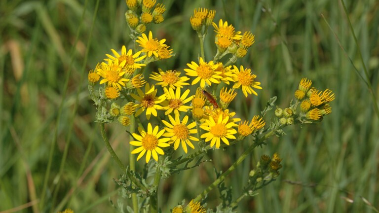 Gele bloemen van Jacobskruid met groene bladeren in een grasland.