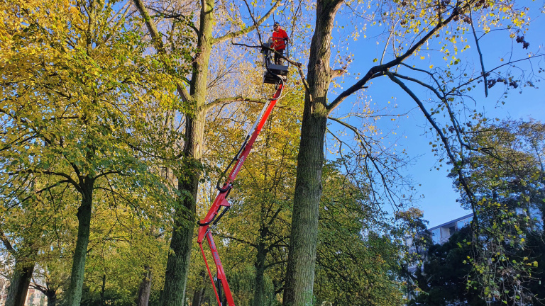 Boomonderhoud in Alkmaar: het hout nooit op met 50.000 bomen