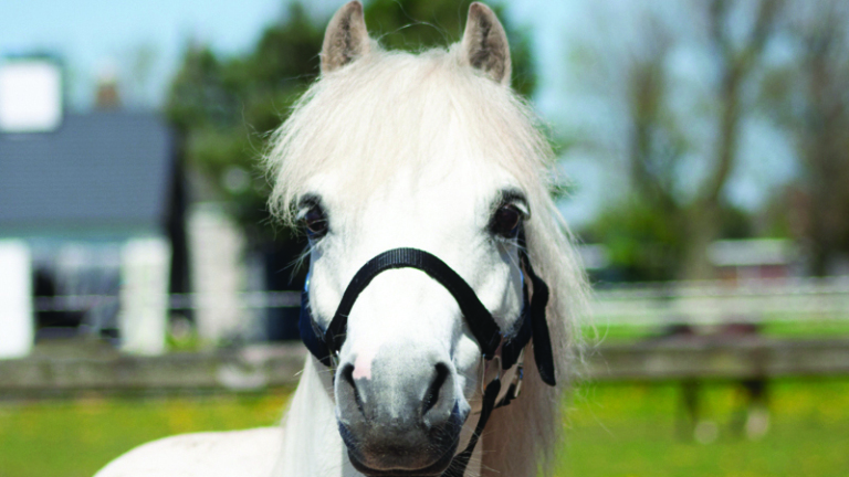 Wit paard met zwarte halster in een weiland.