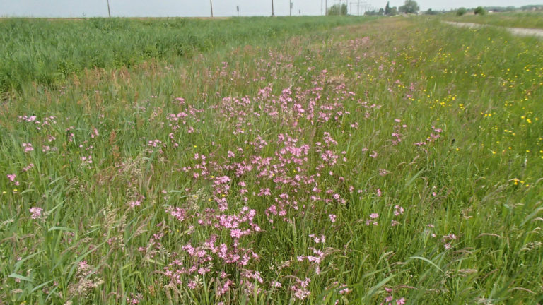 Het najaar is planttijd: Heiloo vergroent met ‘Plantestafette’