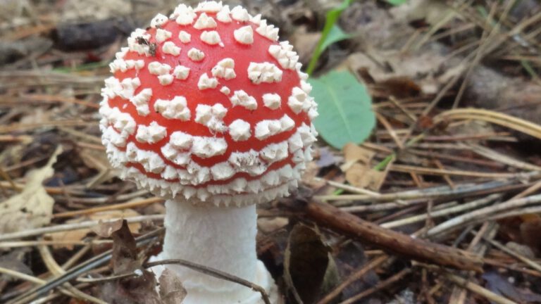 Meer dan paddenstoelen: ‘Herfstdag’ in Bergen viert veelzijdig seizoen 🗓