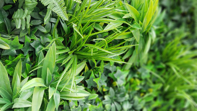 Groene bladeren en planten vormen een dichte, weelderige achtergrond.