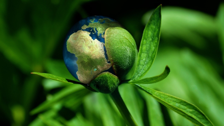 Close-up van een groene plant met een knop die eruitziet als de aarde.