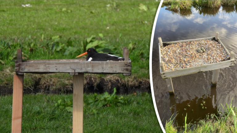 Een scholekster liggend in een verhoogd houten nest op grasland; daarnaast een vergelijkbaar nest boven water met eieren erin.