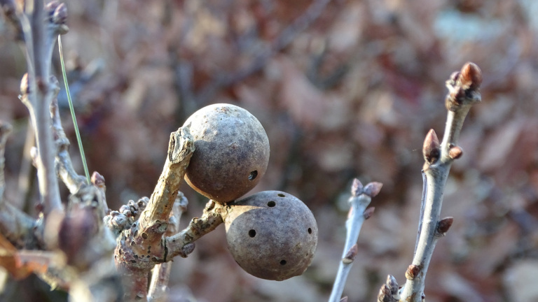 IVN-natuurwandeling door de Wimmenummerduinen op 1 december 🗓