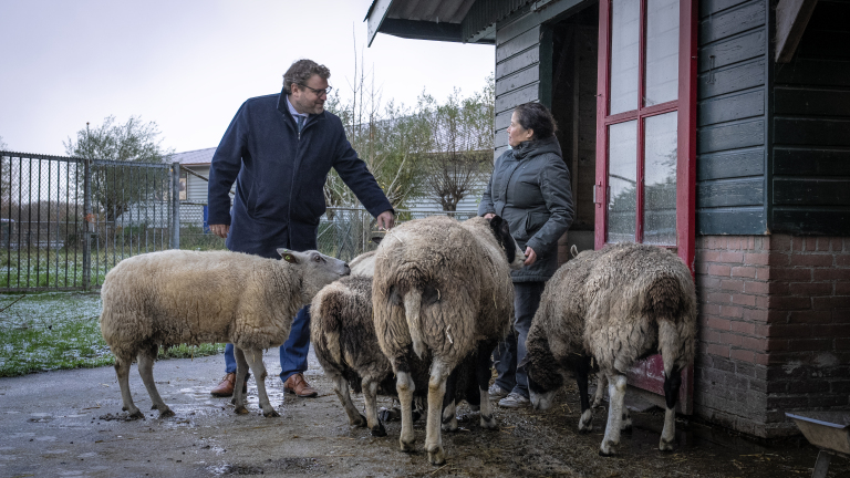 Twee mensen staan buiten bij een schuur omringd door schapen.