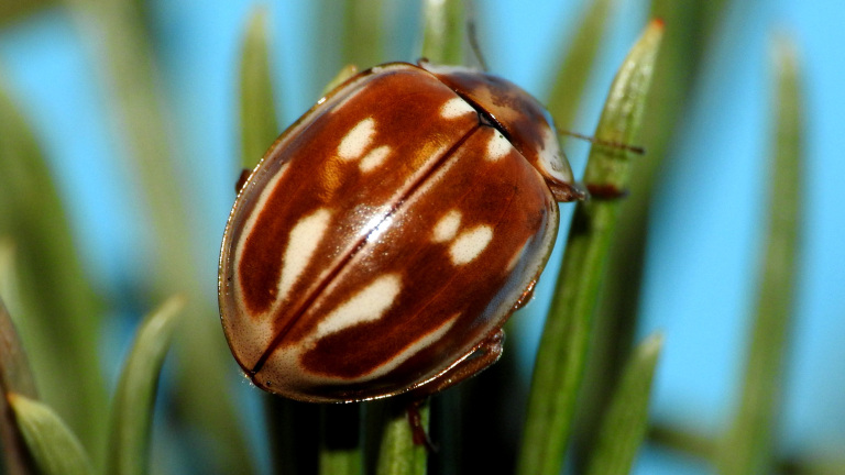 Knuffelbare kevers: natuurvereniging KNNV houdt lezing over lieveheersbeestjes 🗓