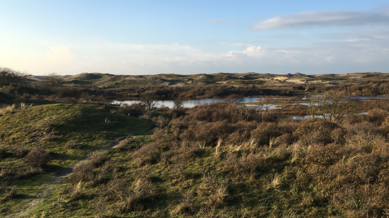 IVN organiseert nieuwjaarsnatuurwandeling in de Wimmenummerduinen 🗓