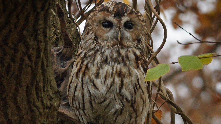 Buitencentrum Schoorlse Duinen organiseert Buitendag met thema Uilen 🗓