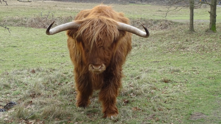 Winterwandeling door de Wimmenummer Duinen met IVN 🗓