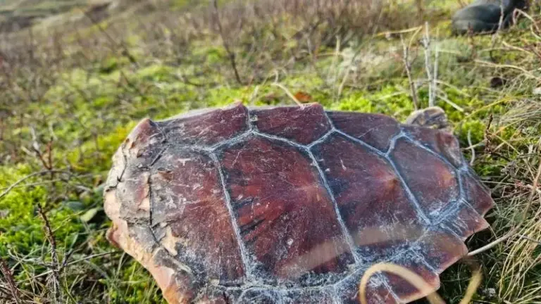 Schildpadpantser op grasveld.