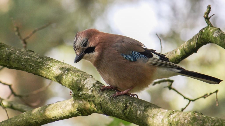 Thuiskomen met prachtige natuurfoto’s: workshop natuurfotografie in de Schoorlse Duinen 🗓